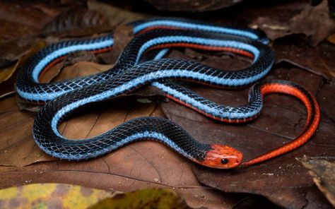 En los bosques del sudeste asiático se encuentra una de las especies más mortíferas: la serpiente de coral azul. ¡Descubre todo sobre ella! Coral