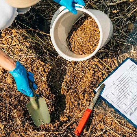 Soil Testing: What You Should Know | The Family Handyman Plant Structure, Growing Greens, Swiss Cheese Plant, Cheese Plant, Soil Testing, Better Homes And Garden, Fruit Plants, Different Plants, Garden Soil