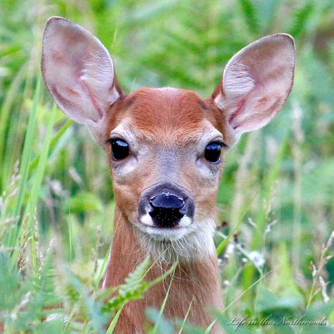 Deer Looking Up, Fawn Drawing Reference, Deer Front View, Deer Close Up, Fawn Reference Photo, Doe And Fawn Painting, Deer Face, Fawns Deer, Deer Drawing