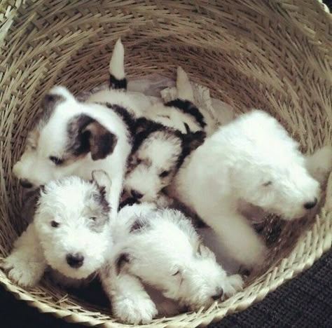 Wire Fox Terrier Puppies, Fox Terrier Puppy, Fox Pups, Wirehaired Fox Terrier, Fox Terriers, Wire Fox Terrier, Terrier Puppies, Terrier Puppy, Dogs Love