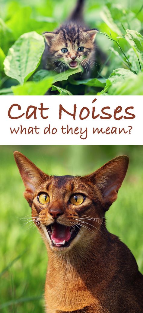 Cat Sounds, Cat Behaviour, Cat Noises, Mean Cat, Cat Nutrition, Cat Purr, Treats Recipes, Dog Whistle, Cat Info