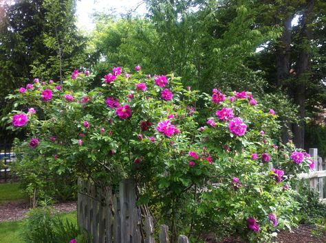 Fragrant rugosa roses - lovely cascading over the picket fence. Rugosa Rose, Rose Hedge, Landscaping With Roses, Rosa Rugosa, Hill Garden, Rose Garden Design, Garden Diary, Rose Parade, Garden On A Hill