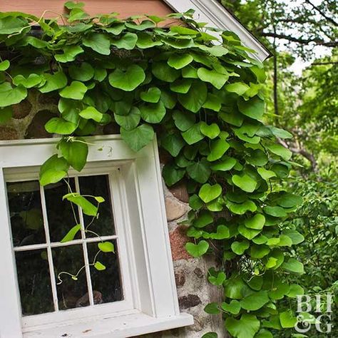 An adaptable vine, Dutchman's pipe seems to thrive just about everywhere and in any light. It creates a rich curtain of big, heart-shape leaves that usually hide the fragrant summertime flowers. This low-maintenance vine grows to 20 feet or more, and rarely attracts pests. Evergreen Climbers For Shade, Perennial Flowering Vines, Vine Fence, Moonflower Vine, Hydrangea Vine, Vertical Garden Plants, Hydrangea Petiolaris, Evergreen Vines, Vertical Garden Design