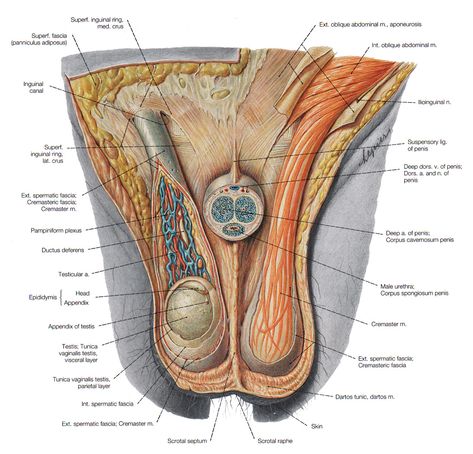 Reproductive System Anatomy, Male Reproductive System, Nurse Skills, Ear Reflexology, Male Body Drawing, Type Of Girlfriend, Male Body Art, Healthy Pregnancy Tips, Basic Anatomy And Physiology