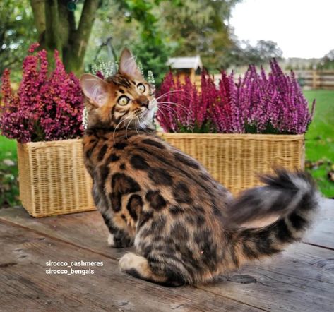 Sirocco Bengals and Cashmeres Cattery. Long Haired Bengal Cat, Cat Bengal, Sirocco Cashmere Bengal Cat, Bengal Cat Marbled, Bangle Cat Bengal Kittens, Spotted Cat, Bengal Cat, Cashmere