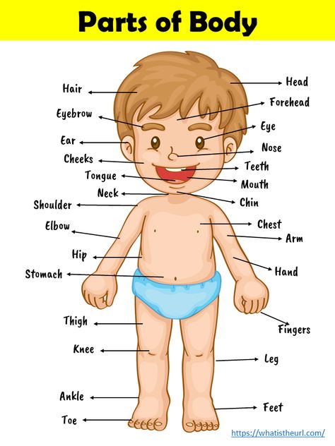 Parts Of Body Chart, The Human Body For Kids, Human Body For Kids, Kids Learning Charts, Human Body Vocabulary, Body Parts For Kids, Preschool Charts, Parts Of Body, Body Preschool