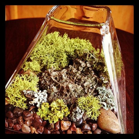 Lichen Terrarium | Flickr - Photo Sharing! Lichen Terrarium, The Greatest Gift, Bottle Garden, Gifts For Christmas, Container Design, Succulent Terrarium, My Sister, Secret Garden, Terrarium