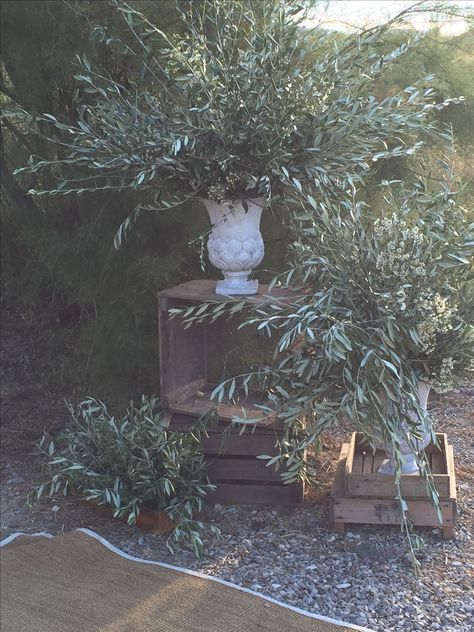 Olive Branch Centerpiece Round Table, Olive Branch Chuppah, Olive Trees Wedding Ceremony, Olive Branches Decor, Olive Branch Flower Arrangement, Olive Leaf Centerpiece, Olive Tree Centerpieces, Olive Branch Decor Wedding, Olive Branch Wedding Table