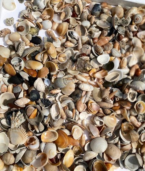 Tiny Mini Small Seashells Variety Lot for Crafting DIY - Etsy Art For Walls, Diy Beach, Art Nouveau Art, Beach Diy, Beach Crafts, Art Deco Ring, Arts And Crafts For Kids, Beach Themes, Coastal Decor