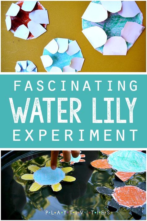 paper water lily experiment. Kids will love this creative way to discover and learn about water absorption and plant life  and water balance and differential growth of cells Wetlands Activities, Paper Water Lily, Pond Life Theme, Pond Crafts, Vetenskapliga Experiment, Water Experiments, Experiment For Kids, Plant Activities, Kid Experiments