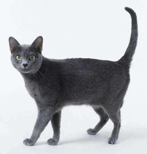 Kellas Cat=Cute Hybrid Cats | List of Domestic and Wild Cat Crossbreeds Korat Cat, Gray Cats, Hybrid Cat, Cat Poses, Cat References, Korat, Russian Blue Cat, Cat Reference, Cat Pose