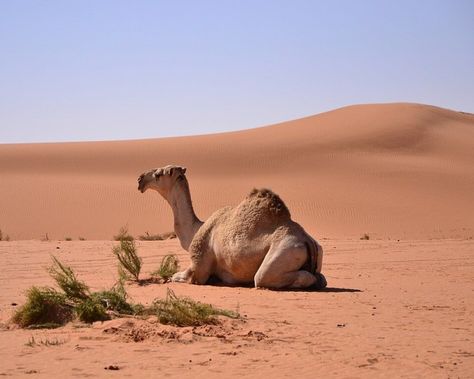 Dromedary Camel - Facts, Diet, Habitat & Pictures on Animalia.bio Desert Kingdom, Dromedary Camel, Elephant Shrew, Australian Desert, Morocco Itinerary, The Sahara Desert, Kingdom Animalia, Social Behavior, Tasmanian Devil