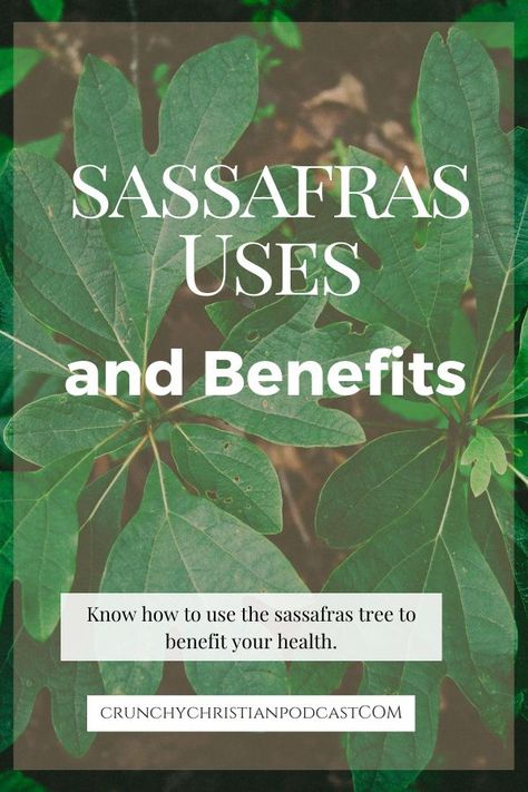 Tea Medicine, Sassafras Tea, Sassafras Tree, Medicinal Wild Plants, Medicine Recipes, Medicinal Herbs Garden, Edible Wild Plants, Herbs Garden, Herbal Apothecary