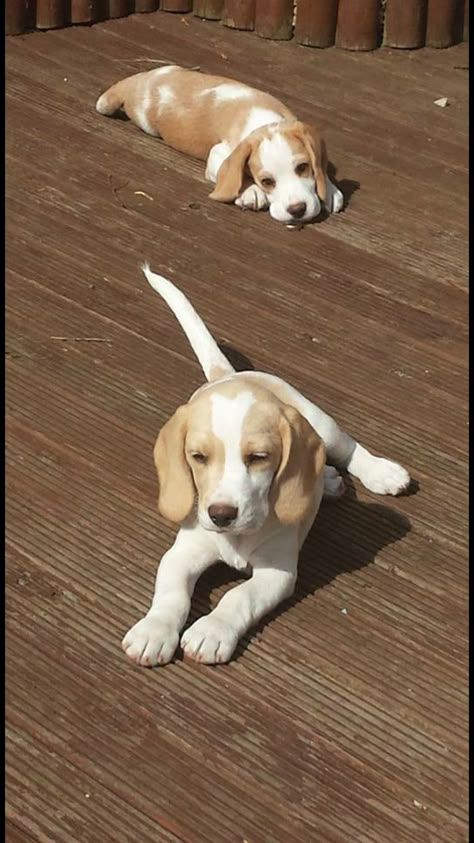 I'll never see a lemon and white beagle as cute as my Jessie May. I miss her every day. Unique Dogs, Cute Dog Breeds, White Beagle, Lemon Beagle, Baby Beagle, Pocket Beagle, Pretty Dog, Cute Beagles, Cutest Dogs