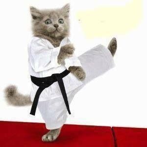 Karate kitten Karate Meme, Cat Birthday Greetings, Online Jokes, Funny Incidents, Karate Birthday, Animal Movement, Harry Potter Memes Hilarious, Image Chat, Birthday Meme