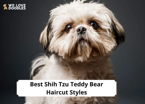 Shitzu Haircuts Teddy Bears, Teddy Bear Haircut, Teddy Bear Dog Hair Cuts, Teddy Bear Cut Shih Tzu, Malshi Haircuts Teddy Bears, Shihtzu Haircut Teddy Bears, Shih Tzu Teddy Bear Haircut, Shitzu Haircuts Boy, Shitzu Haircuts Boy Teddy Bears