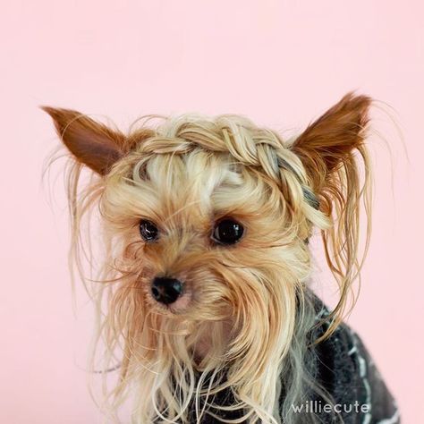 Stylish Yorkie Models Trendy Hairstyles with Her Long Locks - My Modern Met Yorkie Poo Full Grown, Yorkshire Terrier Grooming, Yorkie Hairstyles, Yorkie Haircuts, Yorkshire Terrier Haircut, Dog Hotel, Puppy Grooming, Yorkie Poo, Yorkie Dogs