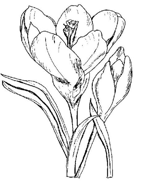 hand drawn ink crocus Crocus Flower Illustration, Crocus Flower Drawing, Crocus Painting, Easter Ceramics, Pencil Flowers, Napkin Designs, Flower Templates Printable, Crocus Flower, Creativity Inspiration