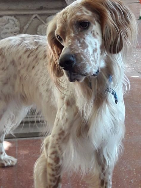 Itching Remedies, English Setter Puppies, Setter Puppies, Setter Dogs, English Setter Dogs, English Setters, Gordon Setter, Irish Setters, Dog Itching