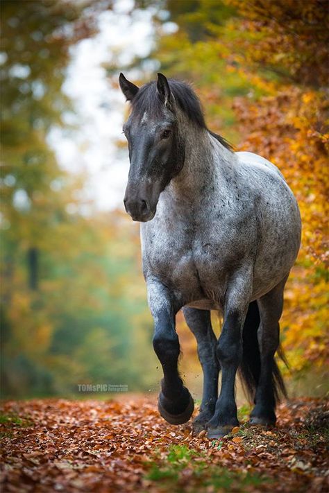 Big beautiful draft size gray grey horse in autumn horse photography. Blue Roan Horse, Noriker Horse, Blue Roan, Most Beautiful Horses, Grey Horse, Majestic Horse, All The Pretty Horses, Horse Crazy, Draft Horses