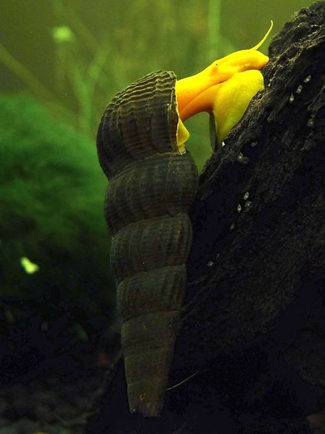 Aquarium Snails, Apple Snail, Fishing Room, Sea Slug, Incredible Creatures, The Aquarium, Hermit Crab, Freshwater Aquarium, Tropical Fish