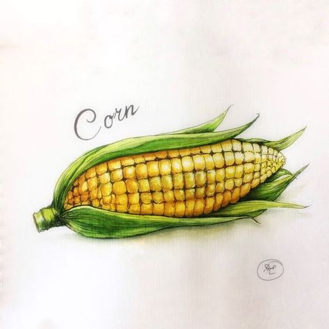 Corn On The Cob Drawing, Corn Watercolor Painting, Object Shading, Corn Sketch, Corn Drawing, Cartoon Drawing For Kids, Corn Painting, Vegetable Drawing, Fruit Art Drawings