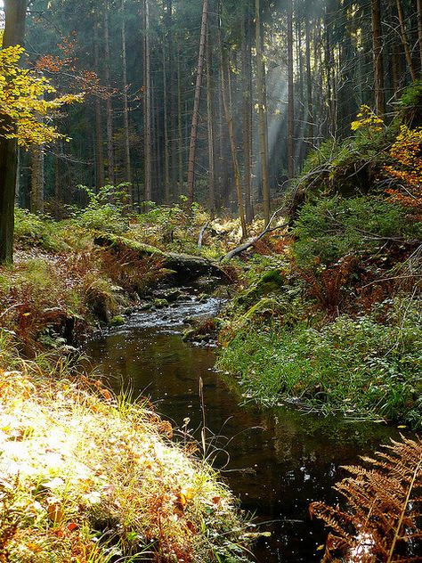 Thick Forest, Haunted Woods, Boreal Forest, Wild Forest, Forest Path, Fantasy Forest, Winter Pictures, Enchanted Forest, Nature Pictures