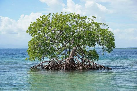 Rhizophora mangle (Red Mangrove) Panama Central America, Mangrove Tree, Florida Native Plants, Silver Plant, Mangrove Swamp, Colorful Succulents, Coastal Gardens, Water Wise, How To Attract Birds