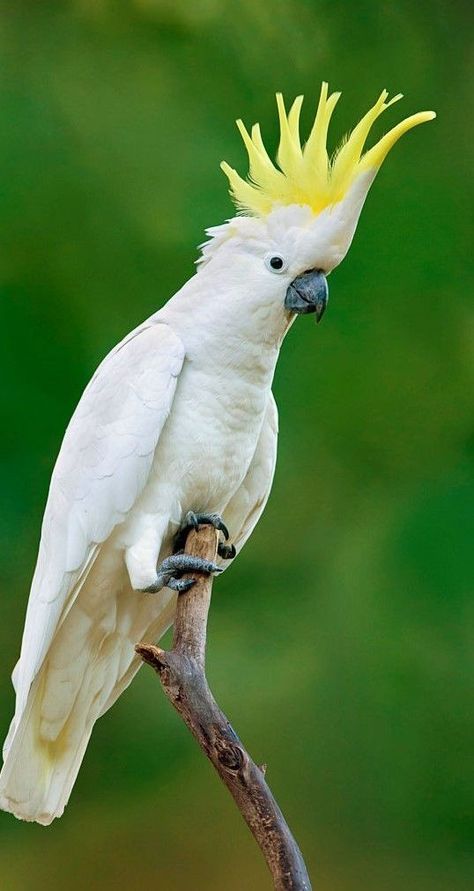 Stop Swearing, Burung Kakatua, Parakeet Colors, Talking Parrots, Swear Words, Parrots Art, Australian Birds, Australian Animals, Tropical Birds