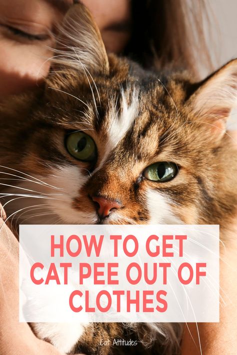 Nothing smells worsse than cat pee especially when it is in your clothes. Check out these tips for getting cat pee out of your clothes. Getting Cat Pee Smell Out Of Clothes, Remove Cat Urine Smell From Clothes, How To Get Cat Pee Smell Out Of Clothes, How To Get Cat Urine Out Of Clothes, Cat Urine Out Of Clothes, How To Remove Cat Urine From Clothes, How To Get Cat Pee Out Of Clothes, Cat Pee Smell Removal Clothes, How To Get Cat Pee Smell Out