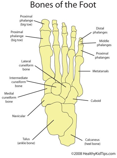 Meet Your Feet, Part 1 Bones In The Hand, Carpal Bones Anatomy, Bones In Hand, Human Anatomy Diagram, Hand Bone Anatomy, Bones Of The Hand, Carpal Bones, Drawing Medical, Skeletal System Anatomy