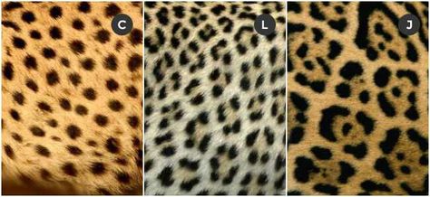 Just to show everyone there is a difference between the prints.Cheetas have spots that look polka dotted.Leopards don't have the black little dots in the middle of their spots like,jaguars do.Jaguars spots look more bold and wide.Not trying to be rude ,or anything ,but as you can tell there is a huge difference. Jaguar Spots, Cheetah Coat, Jaguar Animal, Jaguar Print, Leopard Spots, Animal Projects, Cheetahs, Large Cats, Watercolor Inspiration