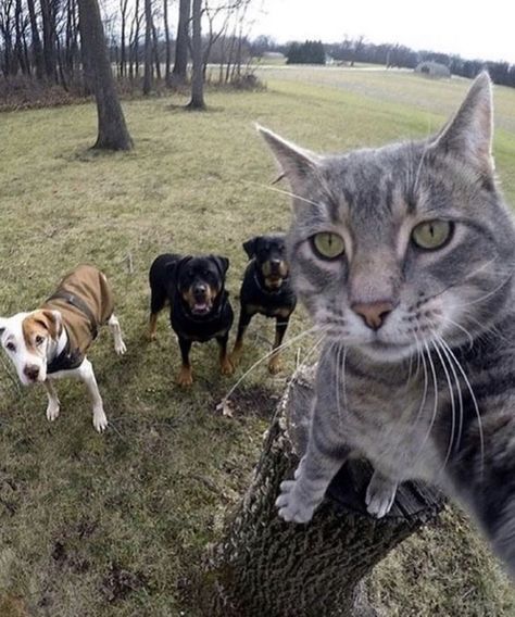 cat and dogs taking a selfie in a funny picture Dog Pfp Cute, Cute Dog Pfp, Phone Wallpaper Cat, Profile Picture Cat, Pfp Aesthetic Cat, Dog Pfp Funny, Cute Cat Pfps, Cat Photography Ideas, Aesthetic Cat Pfp