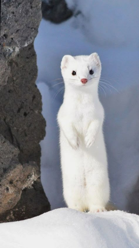 Cute Albino Animals, Akordy Na Ukulele, White Creature, Animales Cute, Cute Ferrets, White Animals, Albino Animals, Cute Small Animals, Pretty Animals