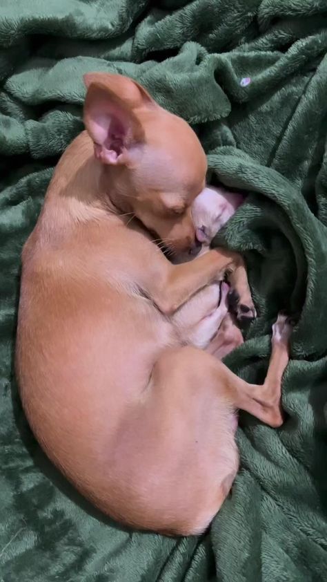 Psy Chihuahua, Cute Chihuahua, Really Cute Dogs, Chihuahua Dog, Chihuahua Puppies, Cute Funny Dogs, Cute Wild Animals, Chihuahua Dogs, Cute Animal Photos