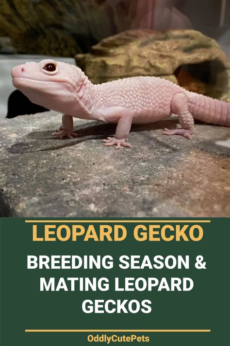 Leopard Gecko Breeding, Leopard Gecko Facts, Reptile Store, Leopard Gecko Tank, Blazing Blizzard Leopard Gecko, Reptile Pets, Leopard Gecko Habitat, Lizard Habitat, Leopard Gecko Care