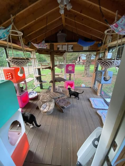 Pet Sanctuary Ideas, Cat Area Outside, Outside Cat And Dog Enclosure, Cat Room Inspiration, Cat Breeding Room, Cat Rescue Room, Catified House, Cat Sanctuary Ideas, Cat Boarding Ideas