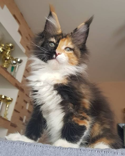 Calico Cat Therian Mask, Mancoon Cats, Holding A Bunny, Cute Sleep, Calico Cats, Gorgeous Cats, Silly Cats Pictures, Cute Cats Photos, Cute Animals Images