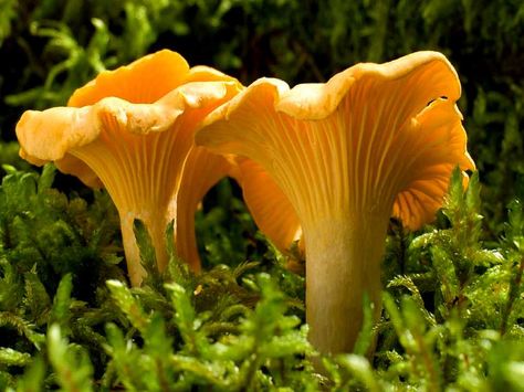 Growing Morel Mushrooms, Deep Fried Mushrooms, Edible Wild Mushrooms, Golden Mushroom Soup, Chanterelle Mushrooms, Mushroom Pictures, Fried Mushrooms, Plant Fungus, Morel Mushroom