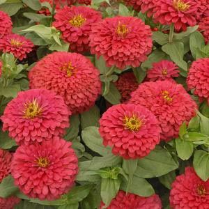 Pretty non-toxic plants for cats - zinnias, bachelor's buttons, gerbera daisies, marigolds, petunias Plants For Dogs, Plants Safe For Cats, Easy To Grow Flowers, Toxic Plants For Cats, Toxic Plants, Zinnia Elegans, Rose Seeds, Zinnia Flowers, California Garden