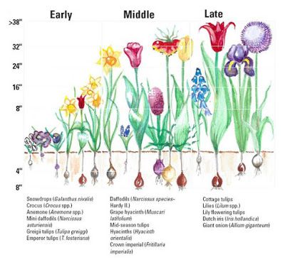 JeffCo Gardener: Recipe for Bulb Lasagna by Vicky Spelman Bulb Lasagna, Bulbs Garden Design, Spring Bulbs Garden, Dutch Iris, Plant Bulbs, Tattoo Plant, House Uk, Garden Works, Garden Bulbs