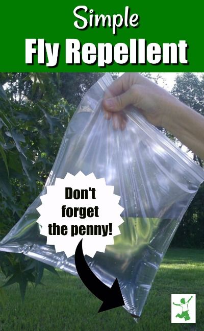 Flies Repellent Outdoor, Diy Flies Repellent, Fly Repellant Diy, Fly Deterrent, Homemade Fly Traps, Awesome Backyards, Natural Fly Repellant, Repellent Diy, Diy Fly Trap