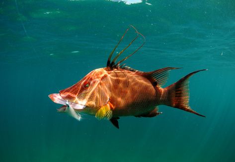 Hogfish Sea Life Painting, Salt Water Fishing, Under The Ocean, Cool Fish, Sea To Shining Sea, Marine Art, Marine Fish, Ocean Fishing, Aquatic Animals