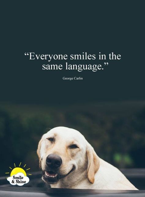 Smiles in same language Inspirational Cat Quotes, Labrador Retriever Quotes, Dogs Quotes, Pet Quotes, Dog Quotes Love, Labrador Retrievers, Must Love Dogs, Cat Quotes, Animal Quotes