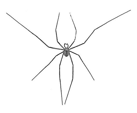 Daddy Long Legs Spider Tattoo, Daddy Long Legs Spider, Long Leg Spider, Spider Drawing, Spider Legs, Spider Tattoo, Tattoo Inspo, Leg Tattoos, Long Legs