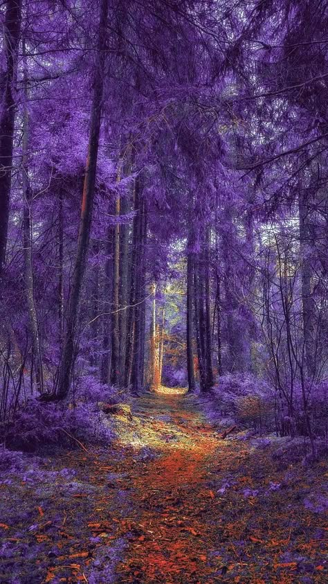 Wisteria Forest, Purple Forest, Wallpaper Collage, Wisteria Tree, Purple Trees, Magic Forest, Pretty Landscapes, Forest Art, Fantasy Art Landscapes