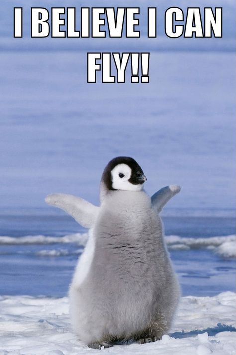 I believe I can fly, I believe I can touch the sky! I Believe I Can Fly, Touch The Sky, Quotes Lyrics, Song Lyric Quotes, Cute Memes, Animal Videos, Song Quotes, Funny Animal, Lyric Quotes