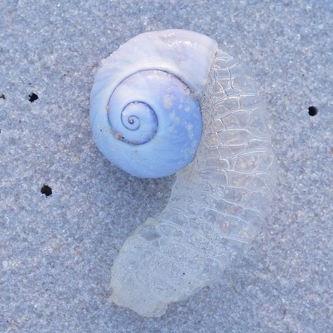 Moon Snail _1 | Robert Minkler | Flickr Moon Snail, Sea Snail, Beautiful Bugs, Ocean Creatures, Ocean Life, Marine Life, Amazing Nature, Funny Animals, Moon