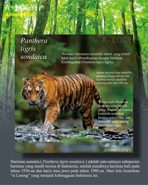 Harimau sumatra adalah populasi Panthera tigris sondaica yang mendiami pulau Sumatra, Indonesia dan satu-satunya anggota subspesies harimau sunda yang masih bertahan hidup hingga saat ini. Panthera Tigris, Jaguar, Indonesia, Animals, Quick Saves