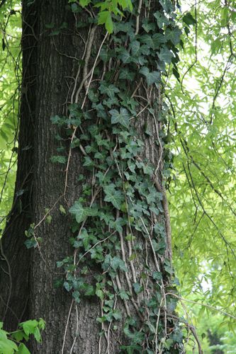 [Picture: Tree-trunk with ivy 2] Ivy Tree, Illustration Reference, Picture Tree, English Ivy, Ivy Plants, Illustration Portrait, Body Reference Poses, Tree Trunks, Drawing Stuff